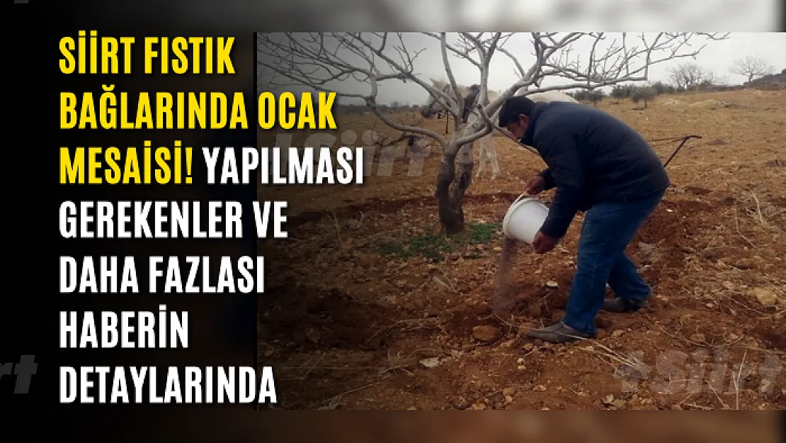 Siirt Fıstık Bağlarında Ocak Mesaisi! Yapılması Gerekenler ve Daha Fazlası Haberin Detaylarında
