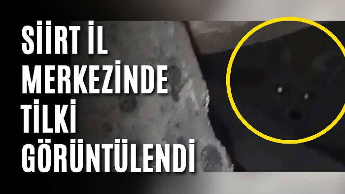 Siirt İl Merkezinde Tilki Görüntülendi