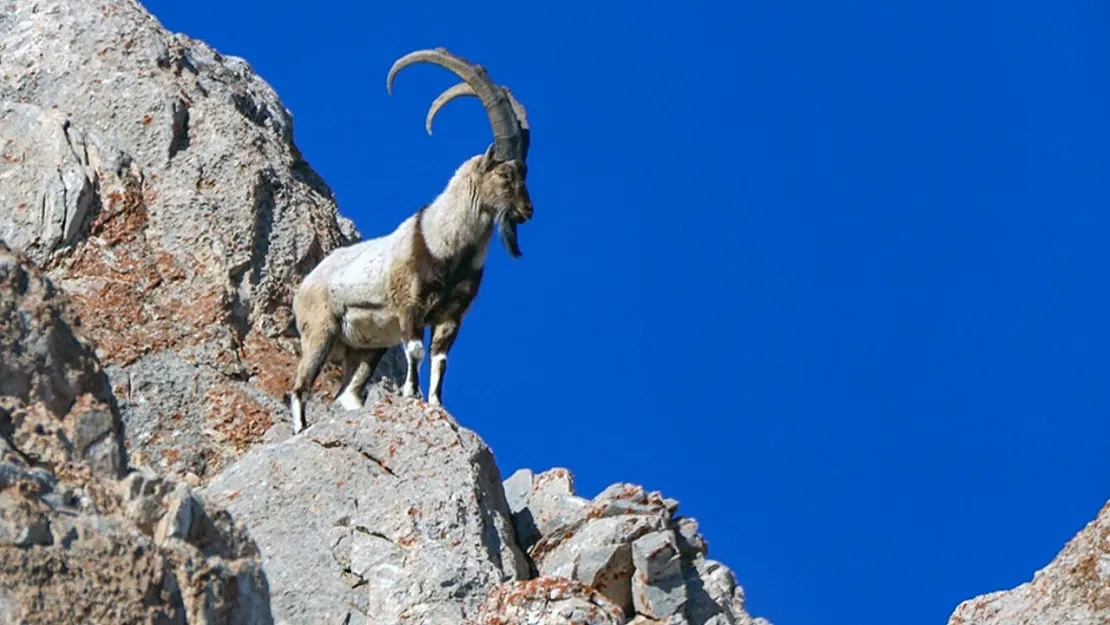 Siirt'in Yaban Hayatı Tehlike Altında! Siirt'te Yaban Keçisi İçin 200 Bin TL Avlanma Bedeli Biçildi!