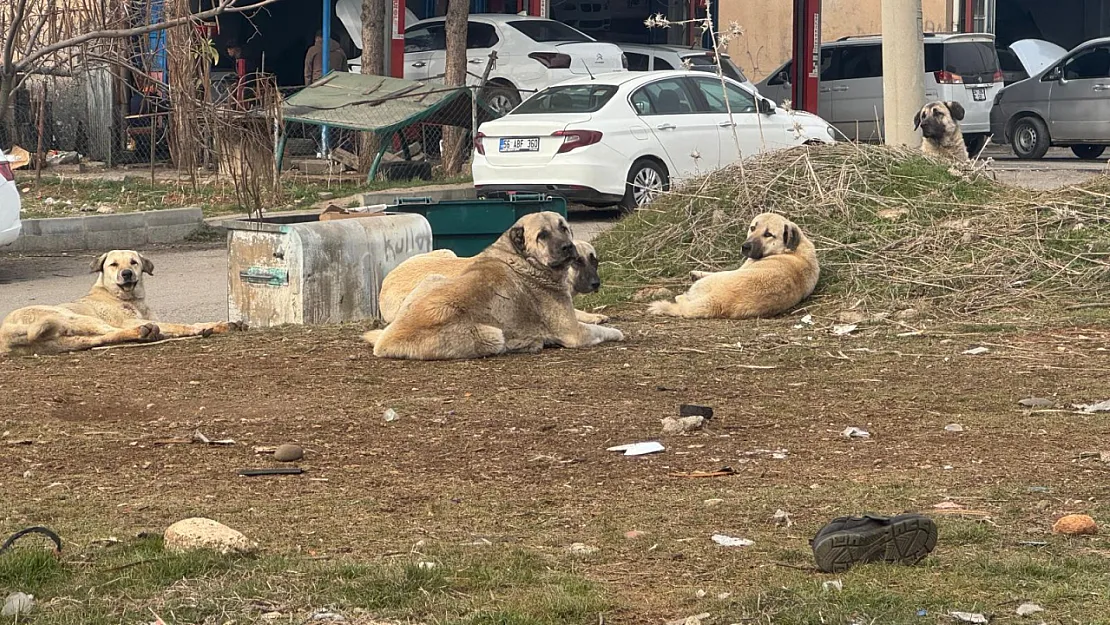 Siirt Sanayisinde Başıboş Köpek Endişesi: İki Kişi Yaralandı