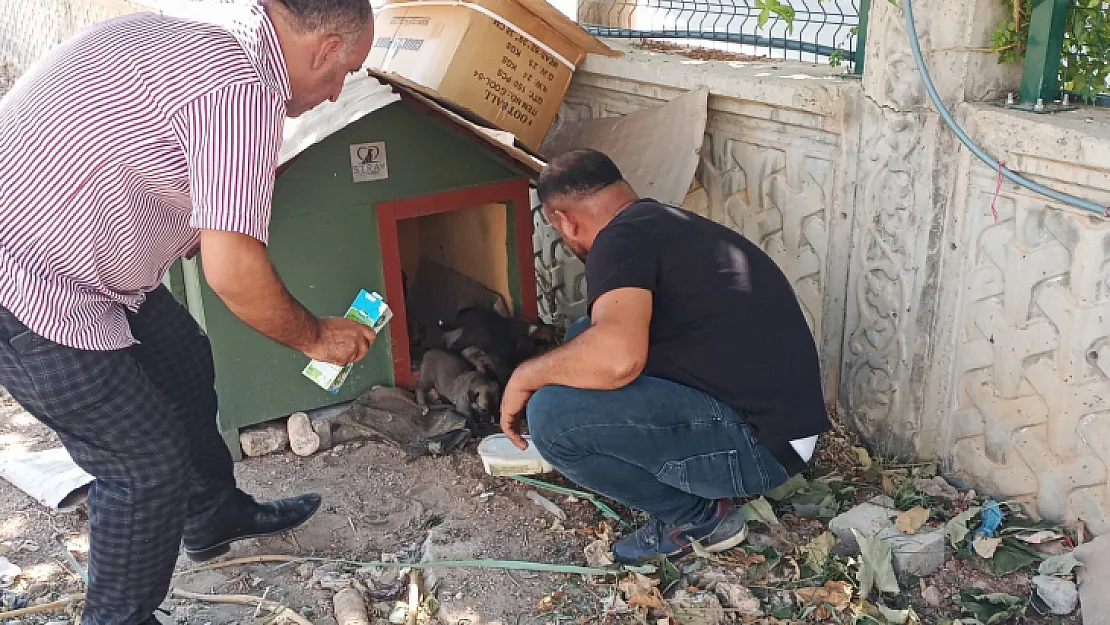 Siirt Sokak Canları Derneği Sokağa Terk Edilen Edilen Yavru Köpeklere Sahip Çıktı!