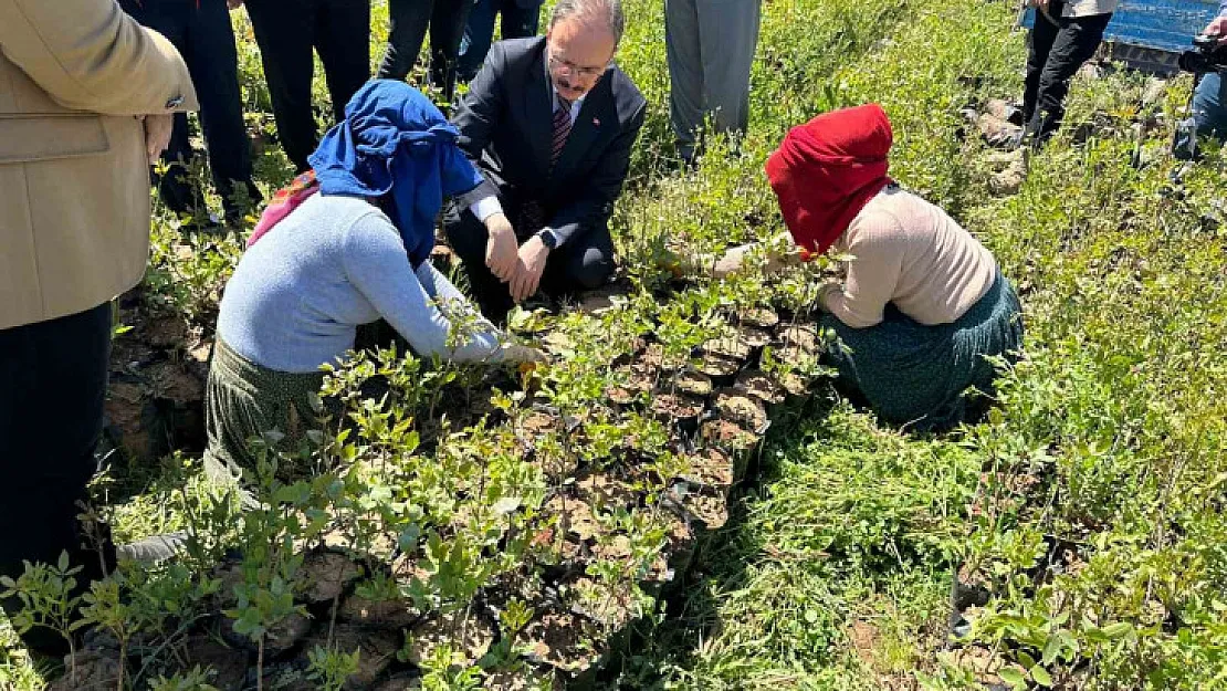 Siirt'te 125 bin adet fıstık fidanı törenle dağıtıldı