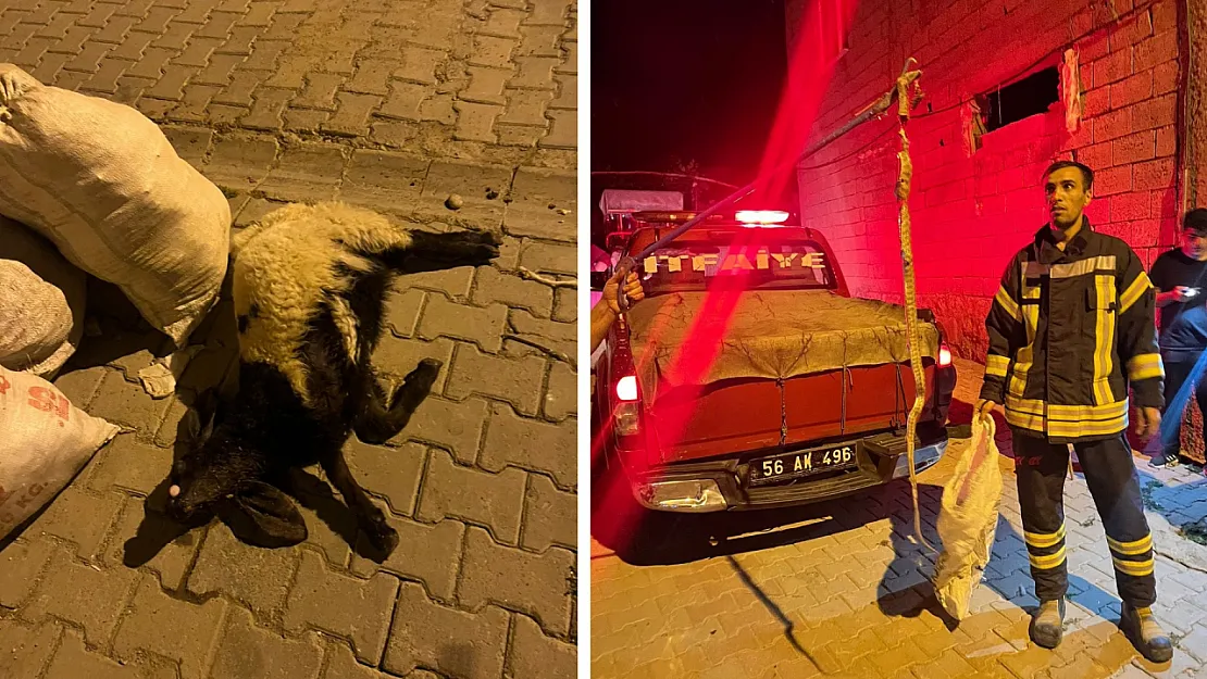 Siirt'te 2 Metrelik Yılan Bahçedeki Kuzuyu Telef Etti