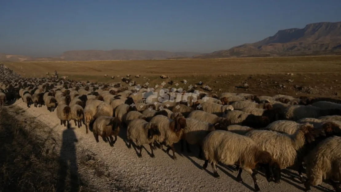 Siirt'te 330 Küçükbaş Hayvan Çalındı