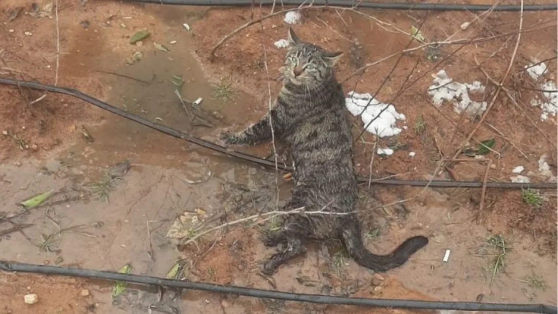 Siirt'te 4 Katlı Binanın Damından Düşen Kedi Tedavi Altına Alındı