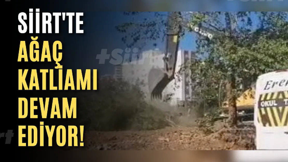 Siirt'te Ağaç Katliamı Devam Ediyor