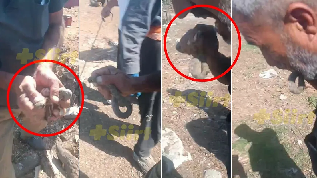 Siirt'te Ağızları Açık Bırakan Olay! Yılanı Gören Kaçar, O Isırdı