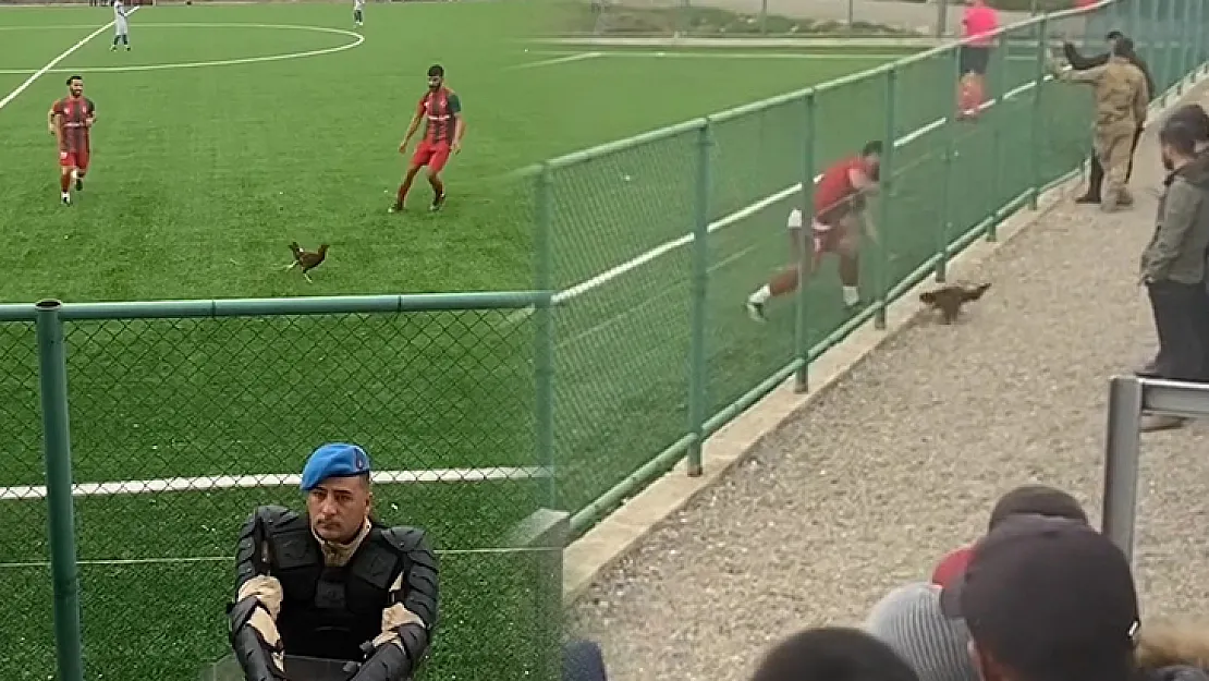 Siirt'te Amatör Lig Maçında İlginç Anlar! Futbolcular Topun Peşini Bırakıp Horoz Kovaladı