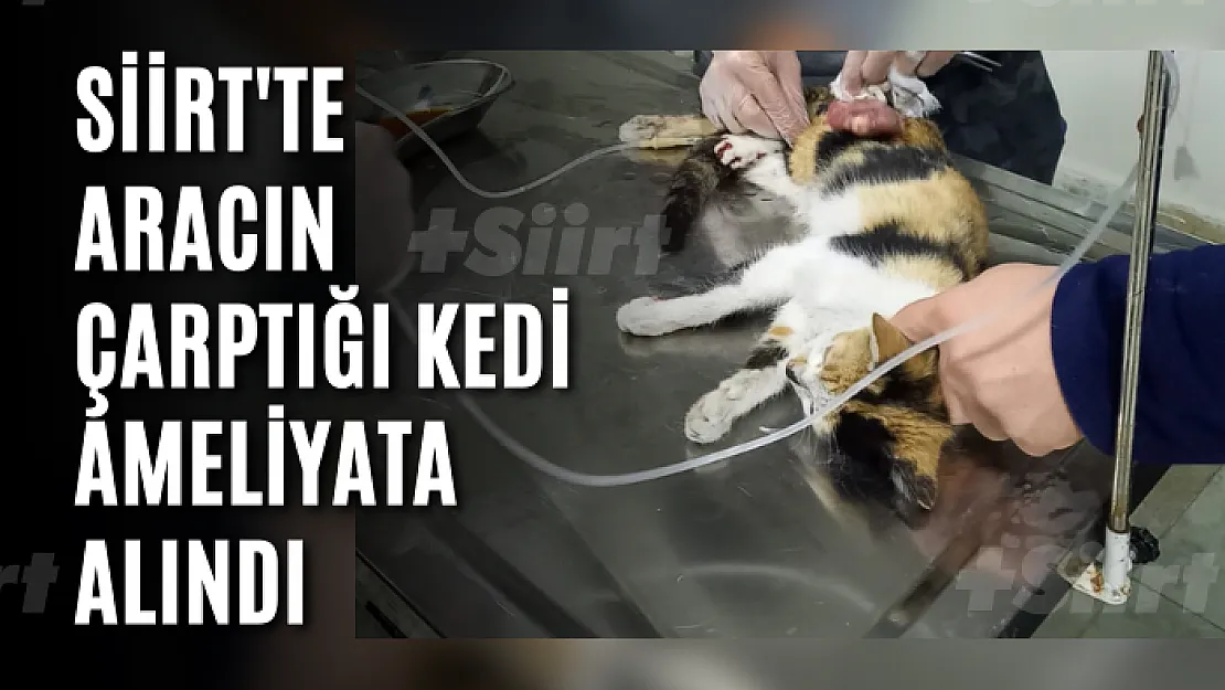 Siirt'te Aracın Çarptığı Kedi Ameliyata Alındı