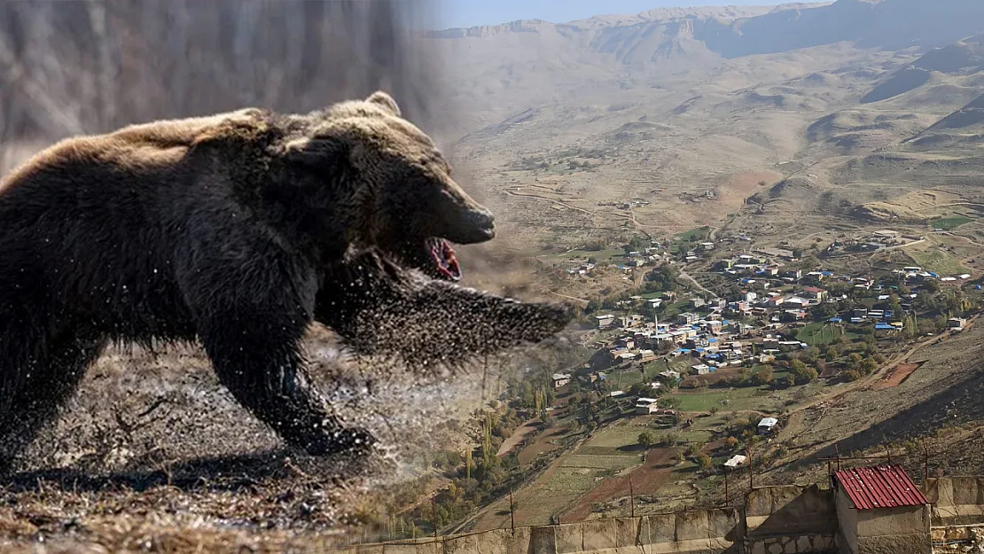 Siirt'te Ayı Saldırısına Uğrayan 53 Yaşındaki Adam Yaralandı