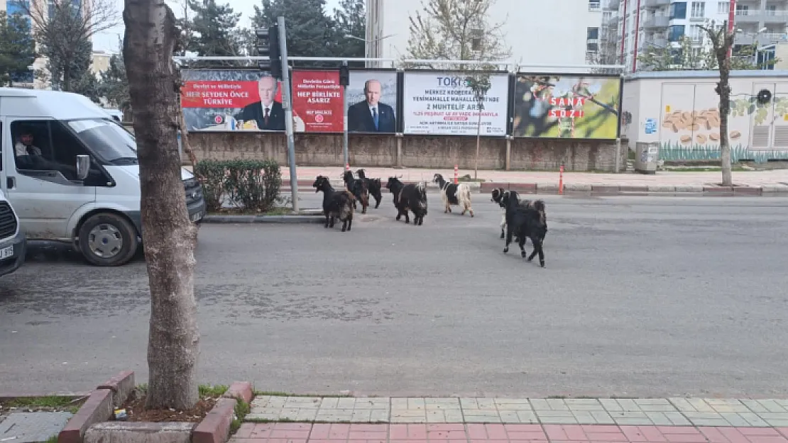 Siirt'te Başı Boş Hayvanlar Tekrardan Sokaklarda! Vatandaşlar Durumdan Şikayetçi