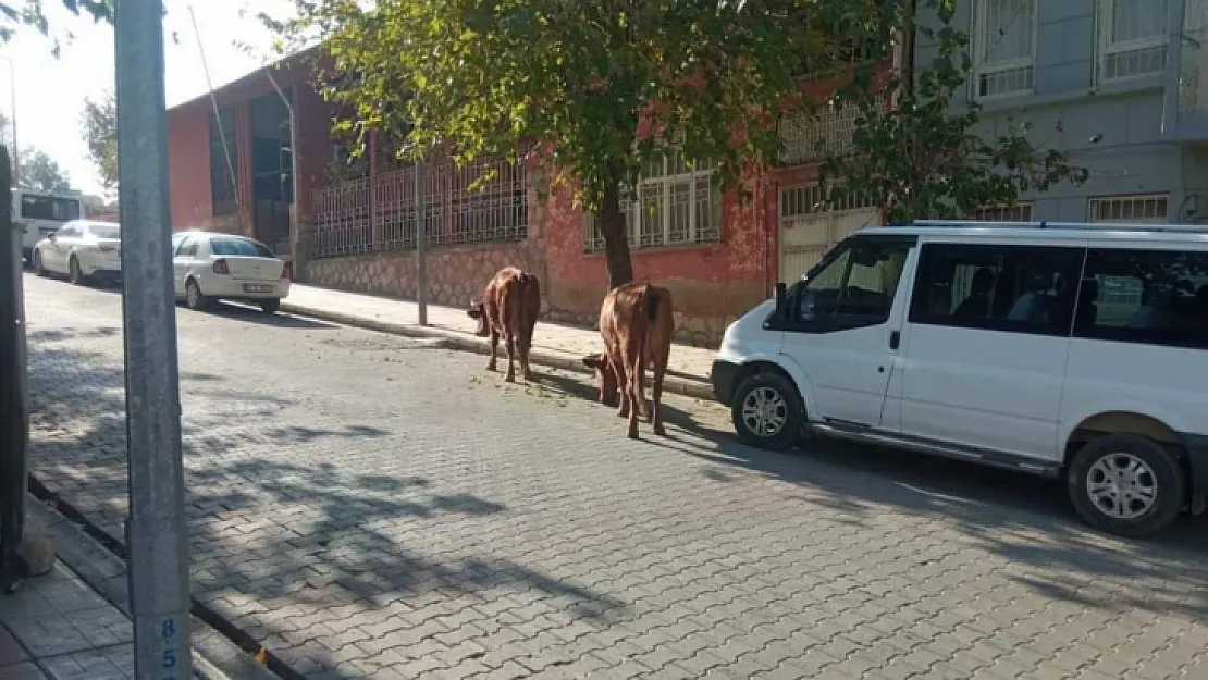 Siirt'te Başı Boş İnekler Tekrardan Sokaklarda!