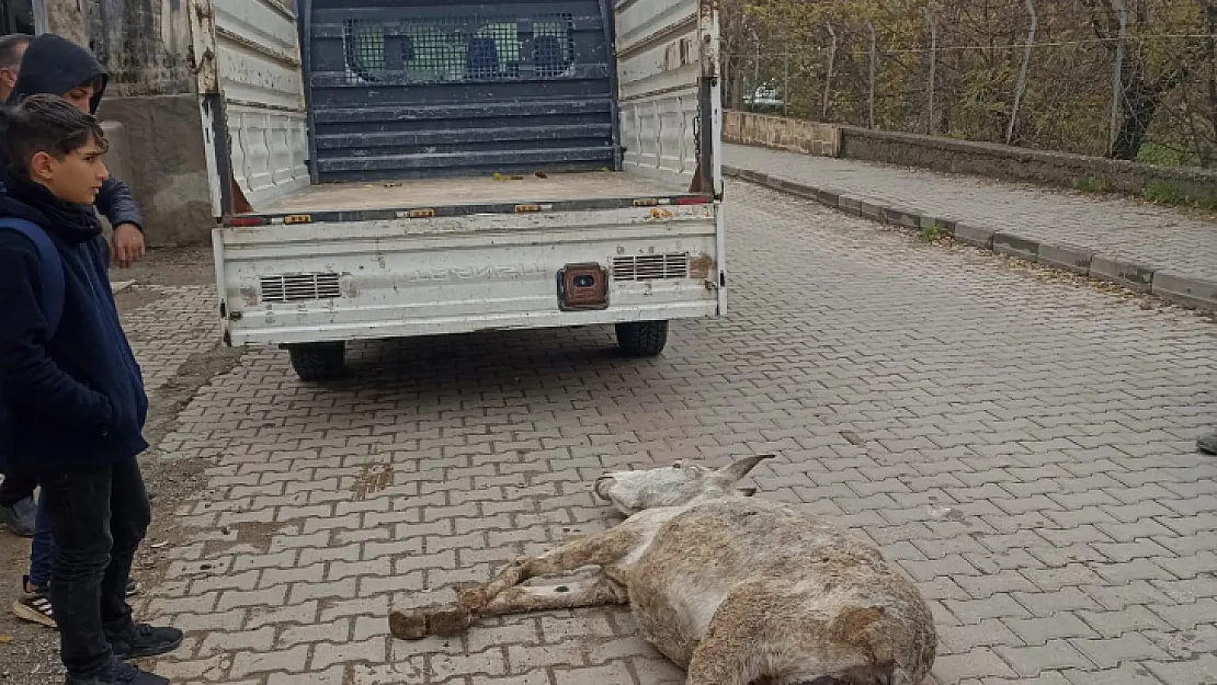 Siirt'te Bitkin Halde Bulunan Eşek Tedavi Altına Alındı!