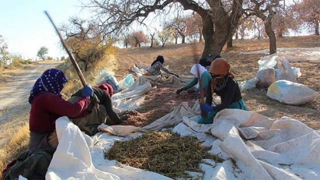 Siirt'te bıttım hasadı başladı! Geçen yıl 300 lira olan fiyat bu yıl 500 liraya yükselecek