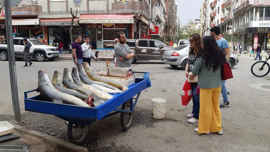 Dönüp Bakan Bir Daha Baktı! Botan'da Yakalanan Balıklar Görenleri Hayrete Düşürdü