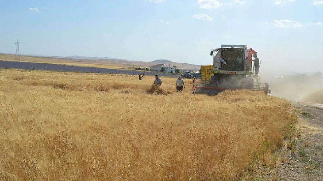 Siirt'te buğday hasadında 800 milyon liralık gelir bekleniyor