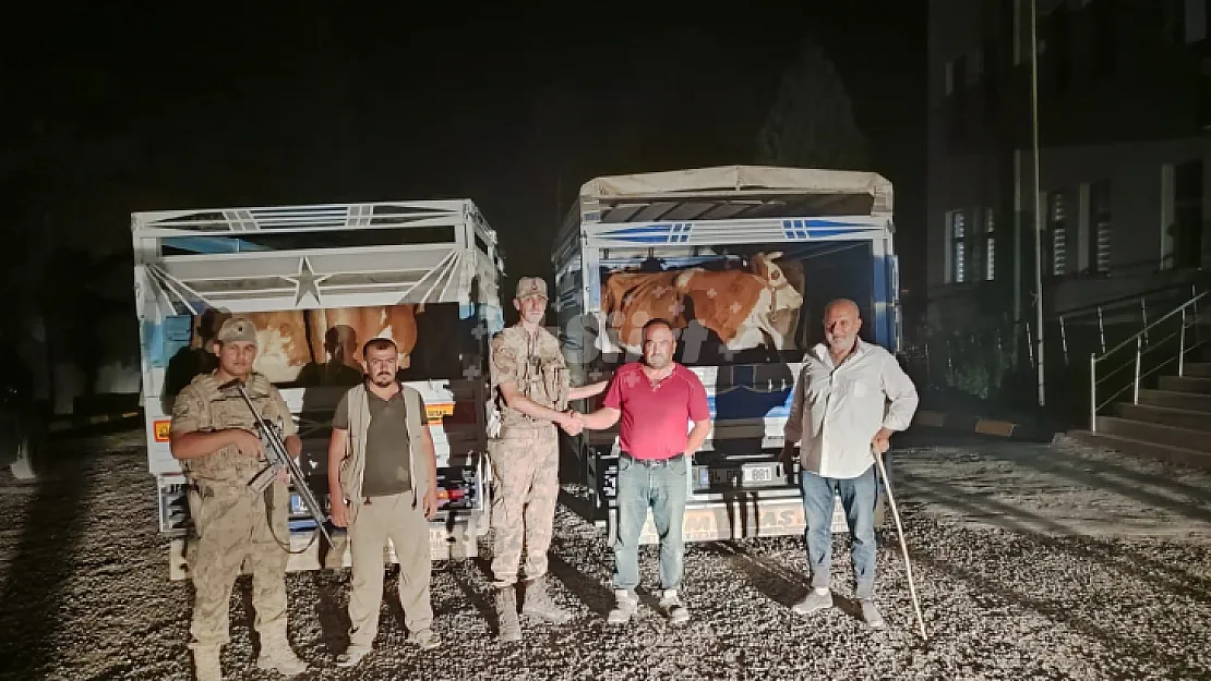 Siirt'te Büyükbaş Hayvan Çalan Hırsız Tutuklandı