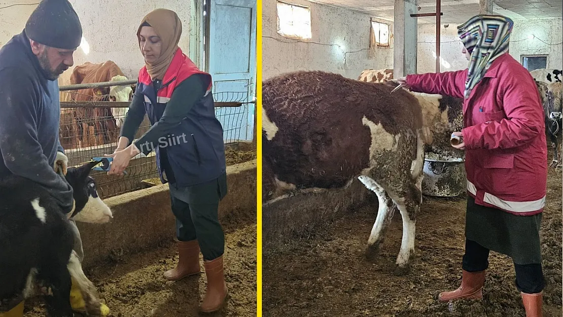 Siirt'te Büyükbaş Hayvanlar İçin Şap Aşılaması Başladı!