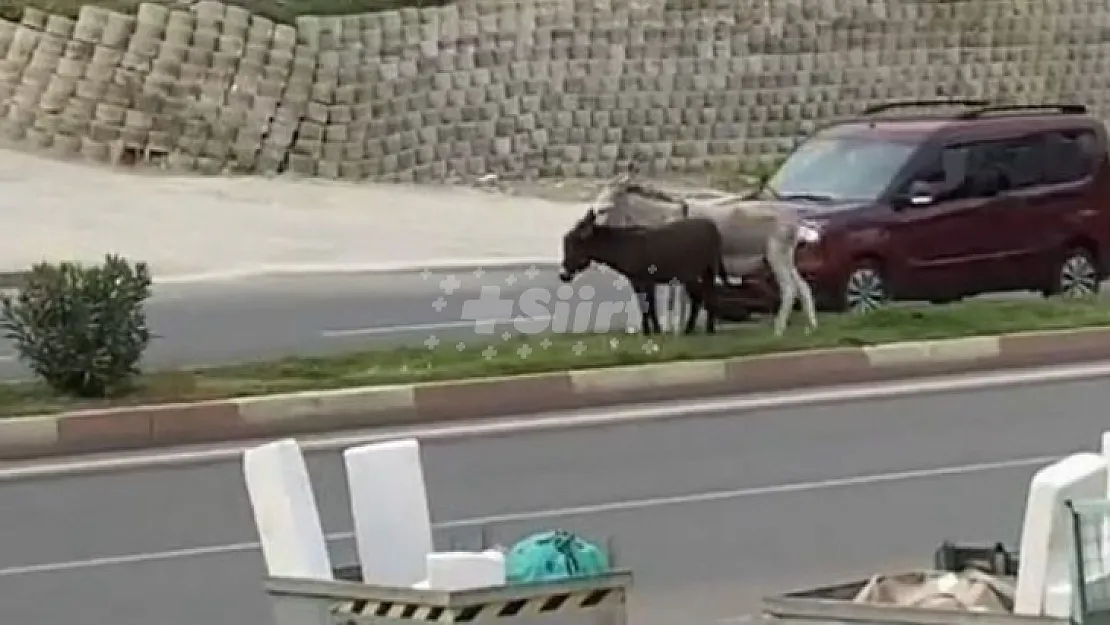 Siirt'te caddede başı boş dolaşan eşek trafiği tehlikeye düşürdü