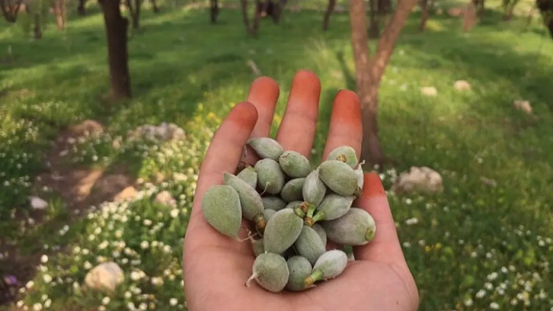 Siirt'te Çağla'nın Fiyatı El Yakıyor