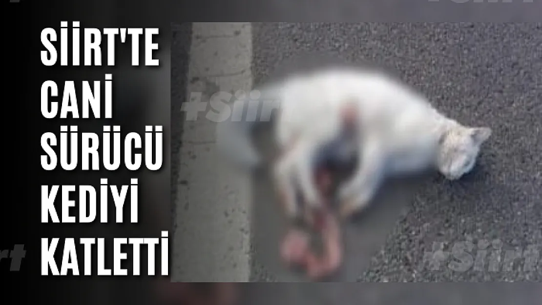 Siirt'te Cani Sürücü Kediyi Katletti