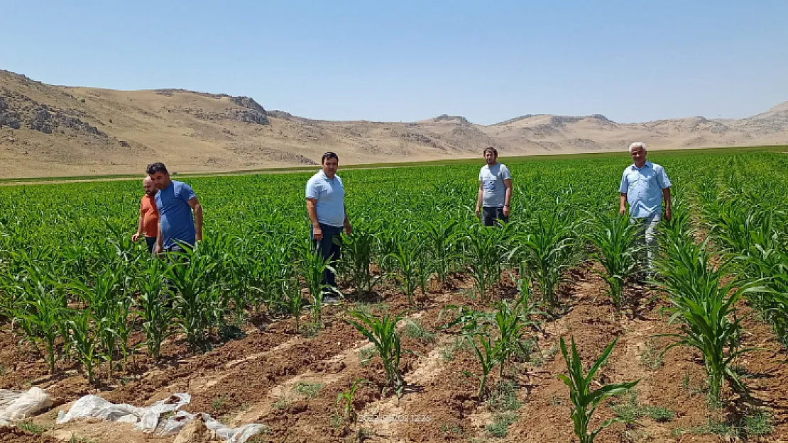 Siirt'te Çekirgelerin Tarım Arazilerine Verdiği Zarar Araştırıldı! Yetkililer Uyardı