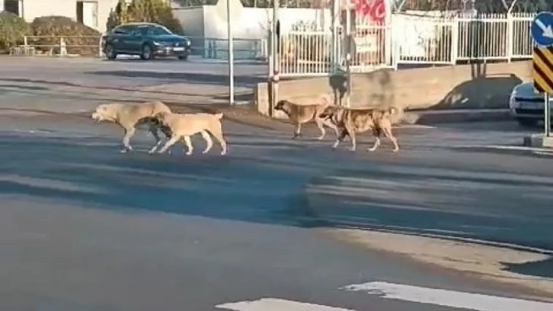 Siirt'te çete gibi dolaşan köpekler korkutuyor