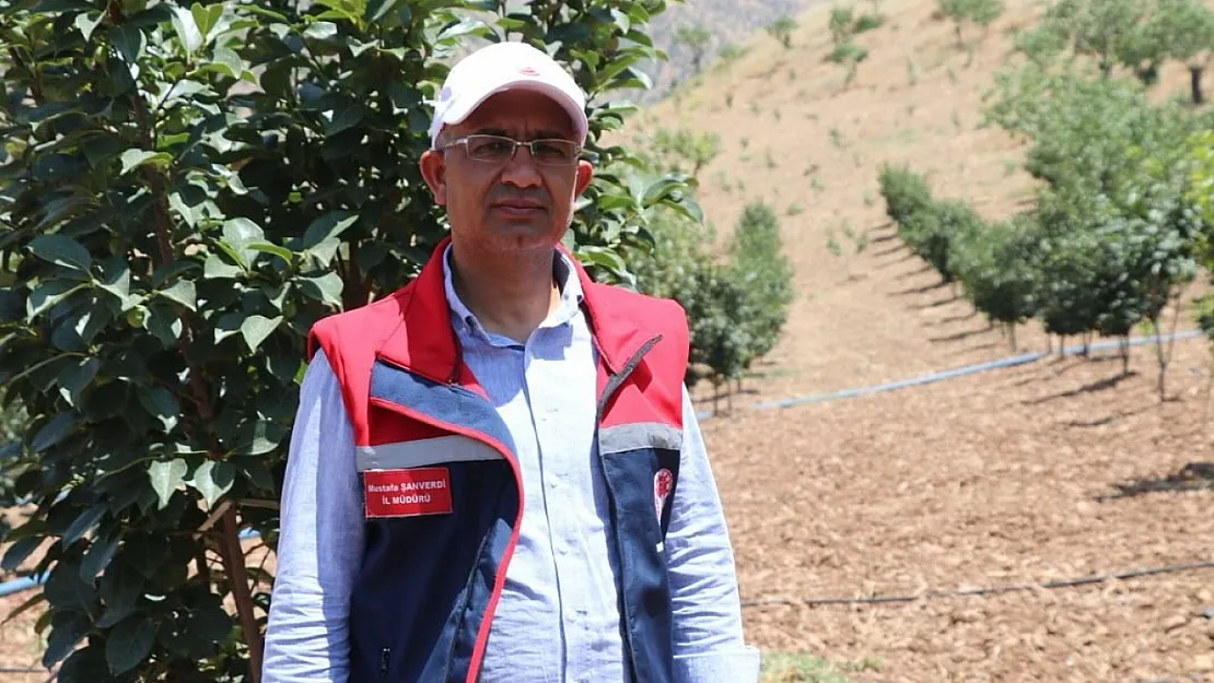 Siirt'te Çiftçilere 10 Bin Adet Trabzon Hurması Fidanı Dağıtılacak