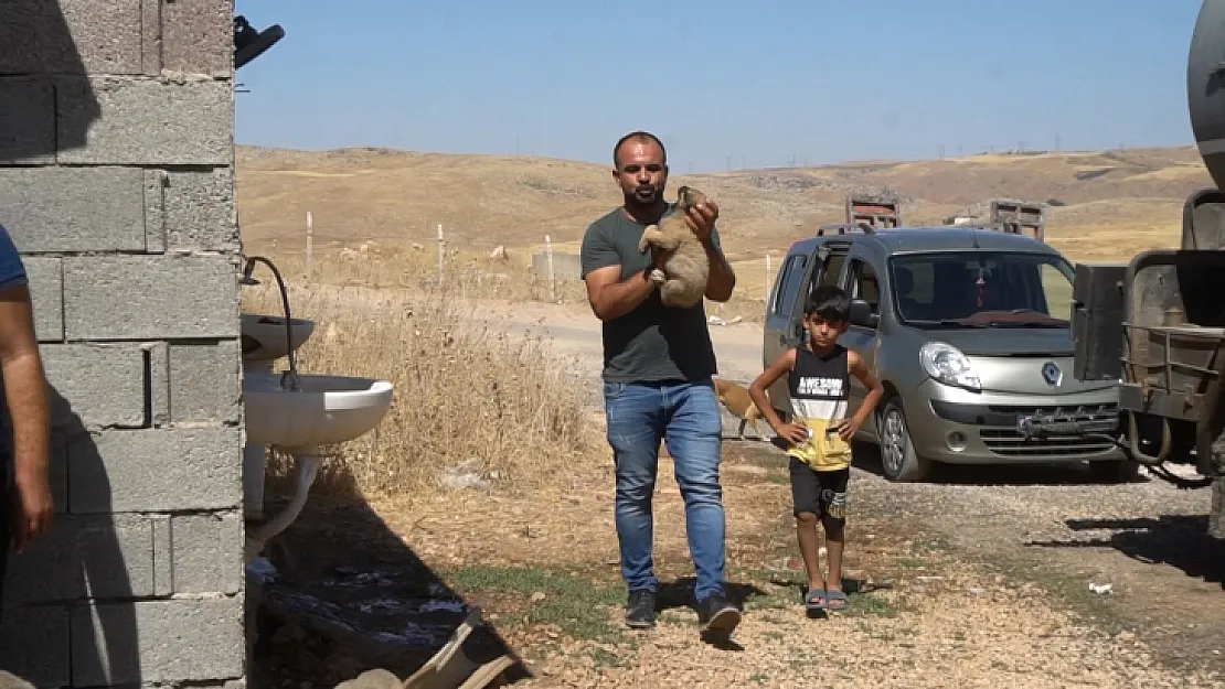 Siirt'te Çöpte Bulduğu Felçli Köpeği Ameliyat Ettirdi, İstanbul'da Sahiplendirdi