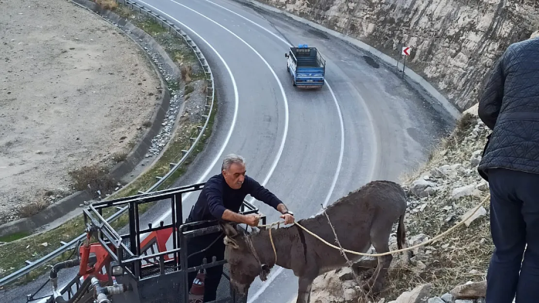 Siirt'te dağda mahsur kalan eşek kurtarıldı!