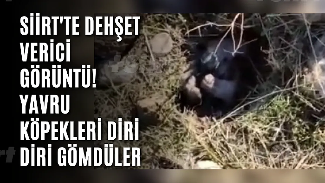 Siirt'te Dehşet Verici Görüntü! Yavru Köpekleri Diri Diri Gömdüler