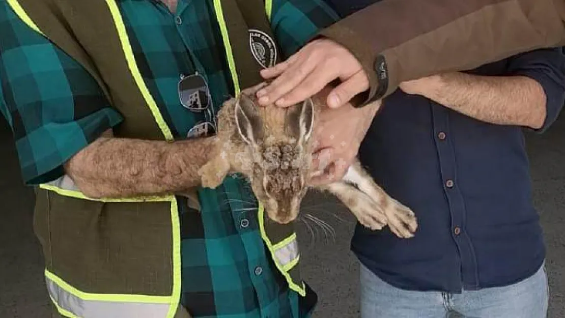 Siirt'te Doğada Bitkin Halde Bulunan Yaban Tavşanı (Lepus europaeus) Emin Ellerde