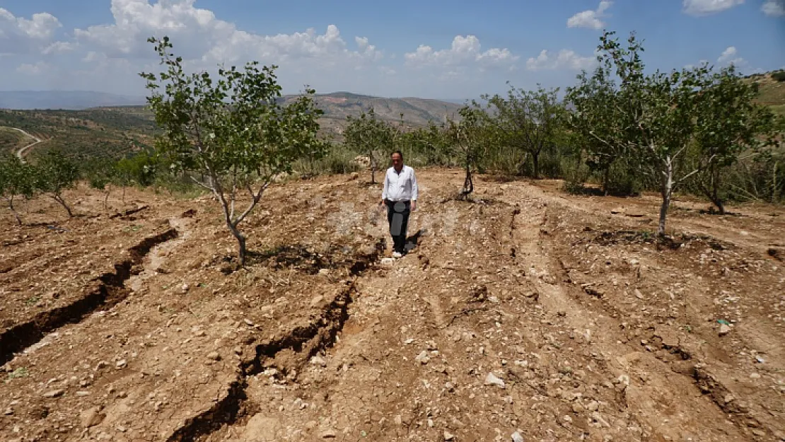 Siirt'te dolu 'yeşil altın'ı vurdu! Çiftçi destek bekliyor