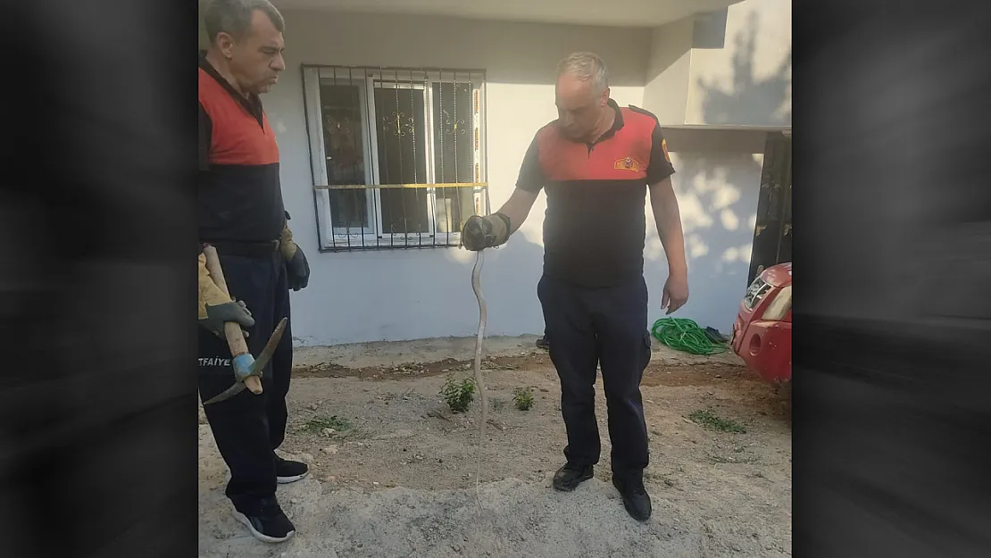 Siirt'te Evin Bahçesine Giren Yılan İtfaiye Ekiplerince Yakalandı
