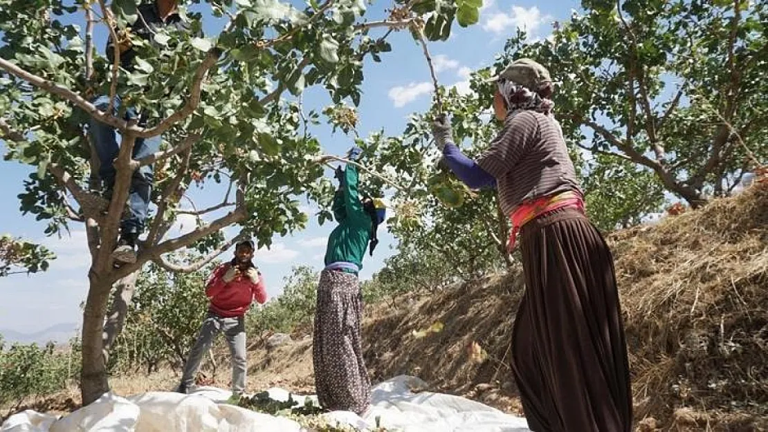 Siirt'te Fıstık Hasadı Yaklaşıyor: Gözler Yevmiyelere Çevrildi