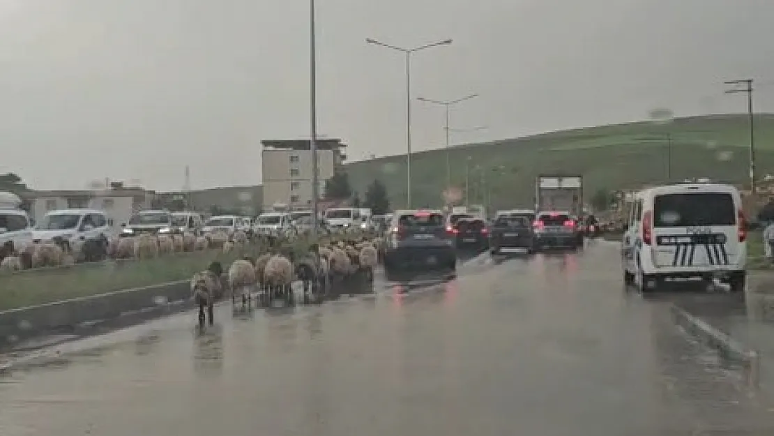 Siirt'te Göçerlerin Yayla Yolculuğu Başladı: Sürü Sahiplerinden Sürücülere Çağrı
