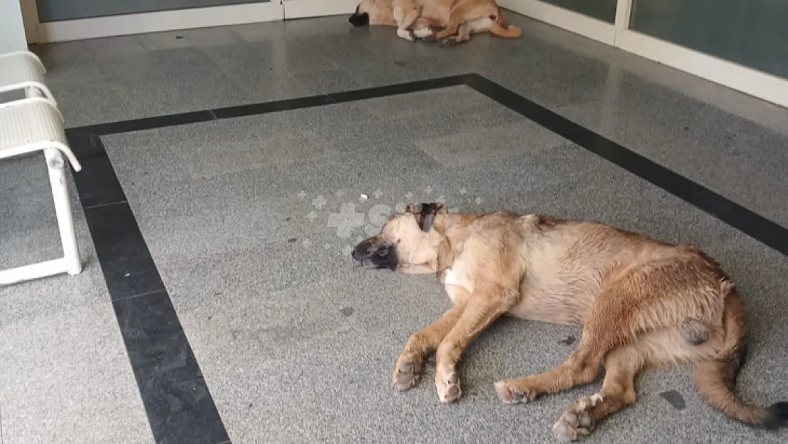 Siirt'te Hastane Acili Girişi Önünde Bulunan Başıboş Köpekler Vatandaşları Tedirgin Ediyor