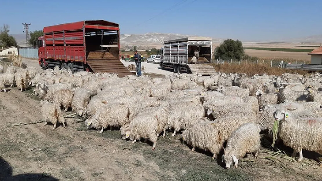 Siirt'te Hayvan Bakıcılarına ve Sürücülere Eğitim Verilecek