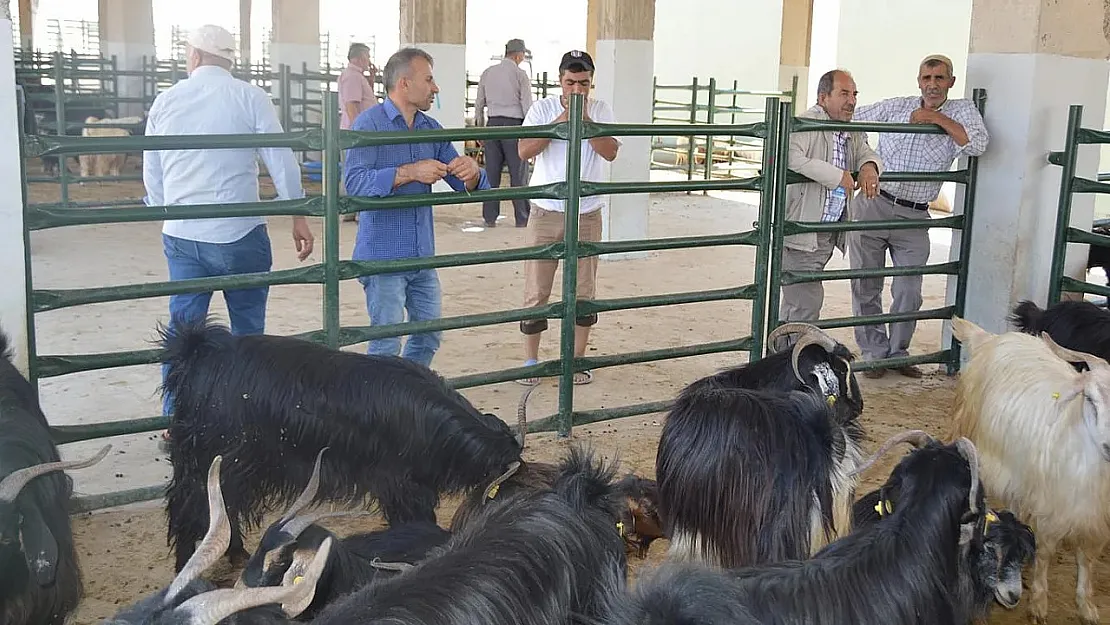 Siirt'te Hayvan Pazarı Geçici Olarak Kapalı! Yetkililerden Açıklama