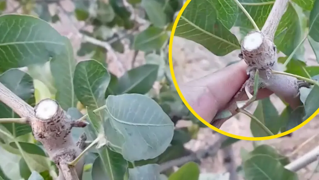 Siirt'te Hırsızlar Fıstık Bahçelerine Dadandı! Bakın Ne Çalıyorlar?