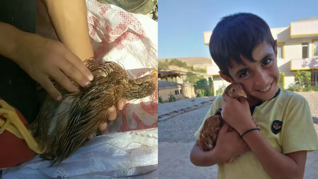 Siirt'te İçimizi Isıtan Haber! 10 Yaşındaki Çocuk Boğulma Tehlikesi Geçiren Tavuğa Kalp Masajı Yaparak Hayata Döndürdü