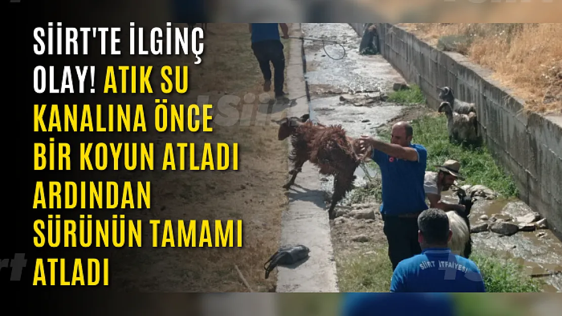 Siirt'te İlginç Olay! Atık Su Kanalına Önce Bir Koyun Atladı Ardından Sürünün Tamamı Atladı