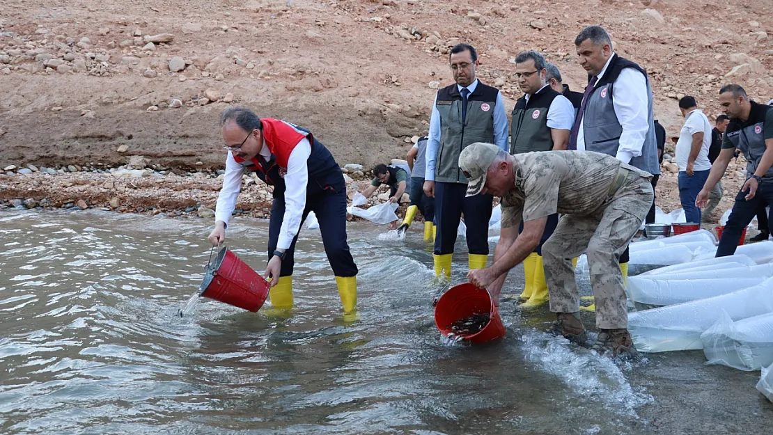 Siirt'te Ilısu Prof. Dr. Veysel Eroğlu Barajı'na 1 Milyon Yavru Sazan Salındı: Balıklandırma Projesi Devam Ediyor