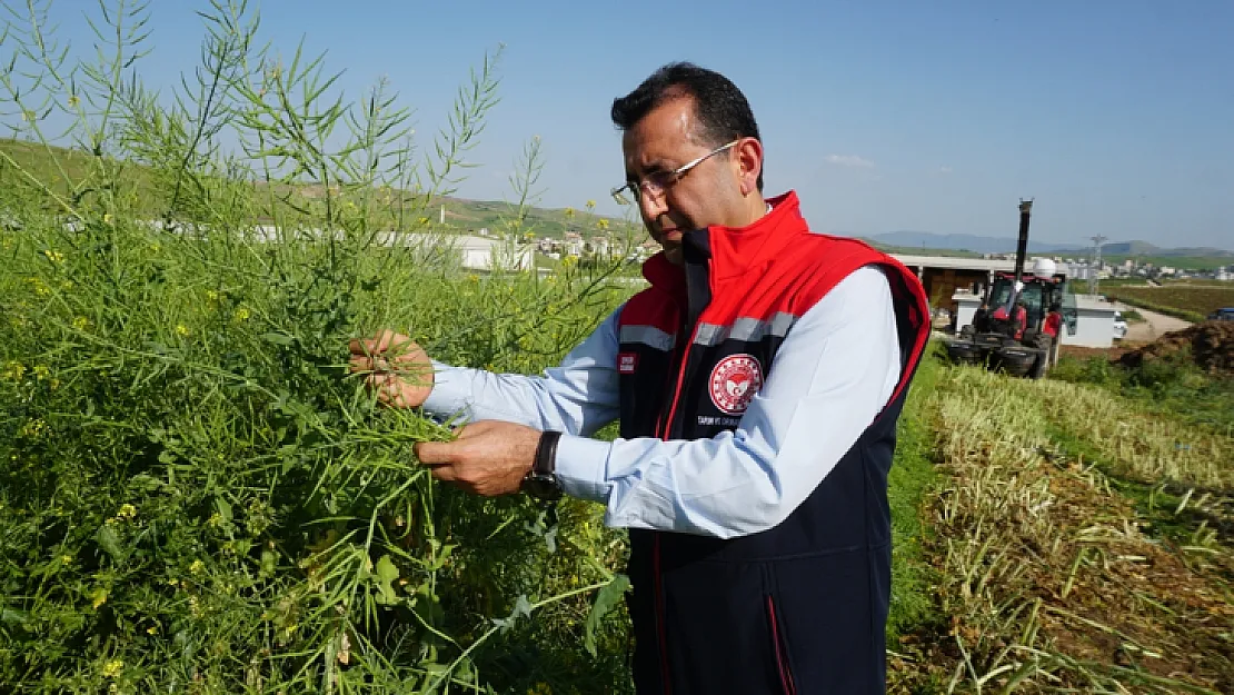 Siirt'te ilk defa denendi! Kuraklığa karşı geleceğin ürünü