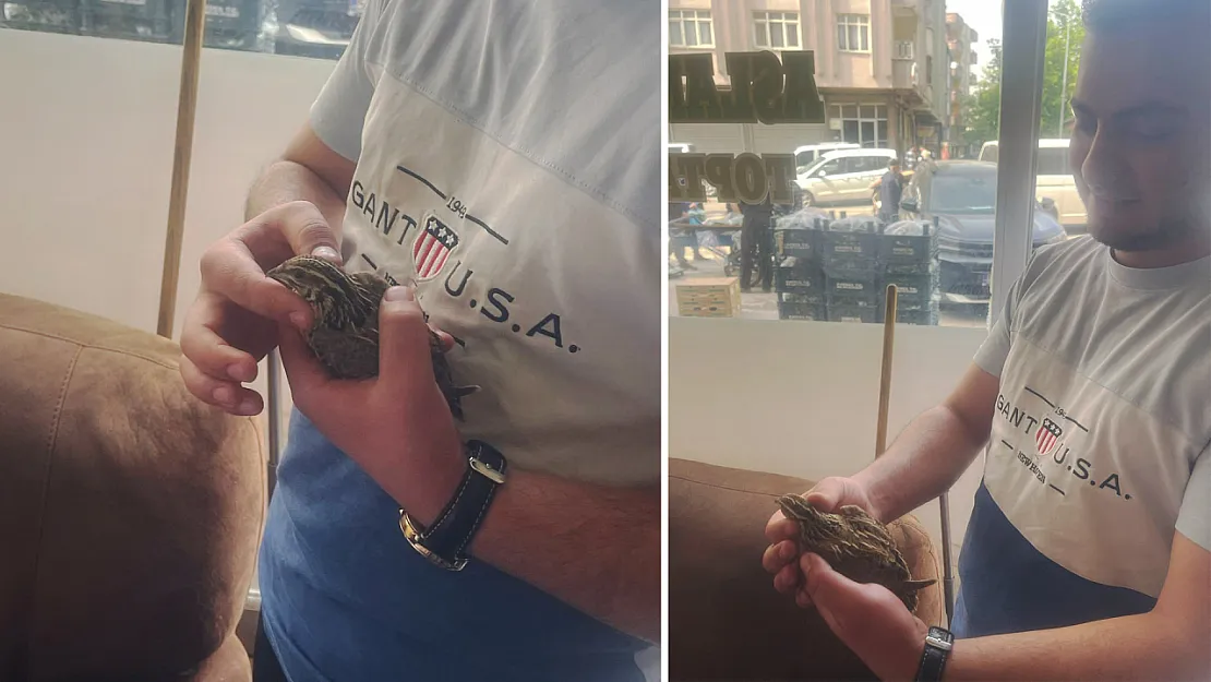 Siirt'te İş Yerine Giren Bıldırcın Cama Çarpıp Yaralandı