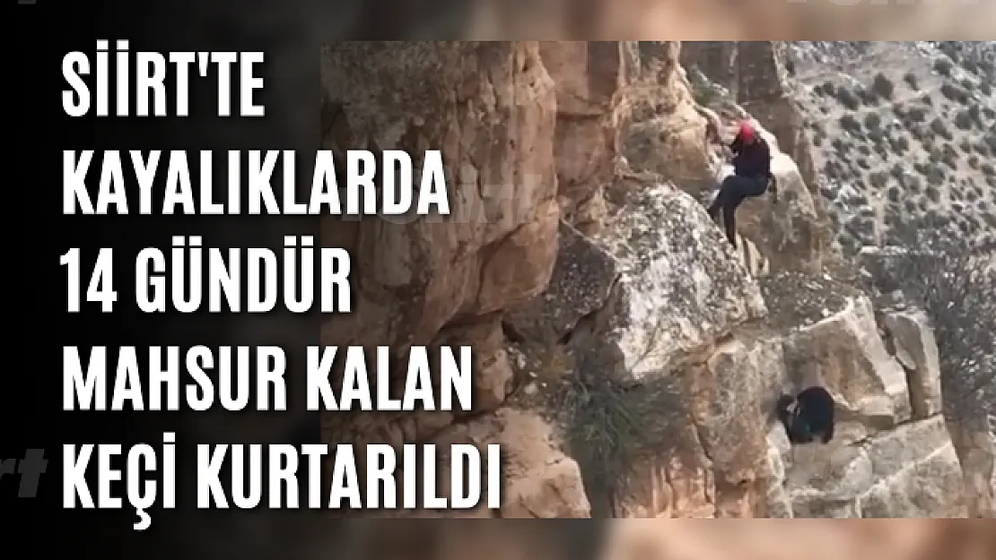 Siirt'te Kayalıklarda 14 Gündür Mahsur Kalan Keçi Kurtarıldı