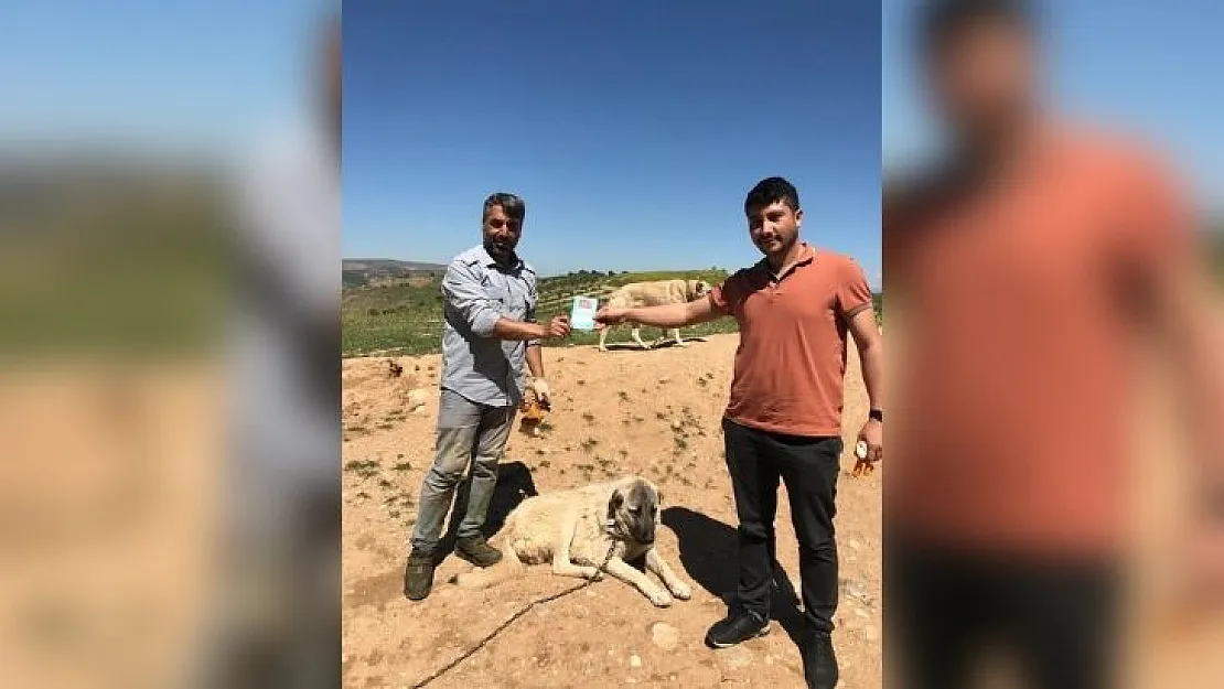 Siirt'te kedi, köpek ve gelincikler kayıt altına alınacak