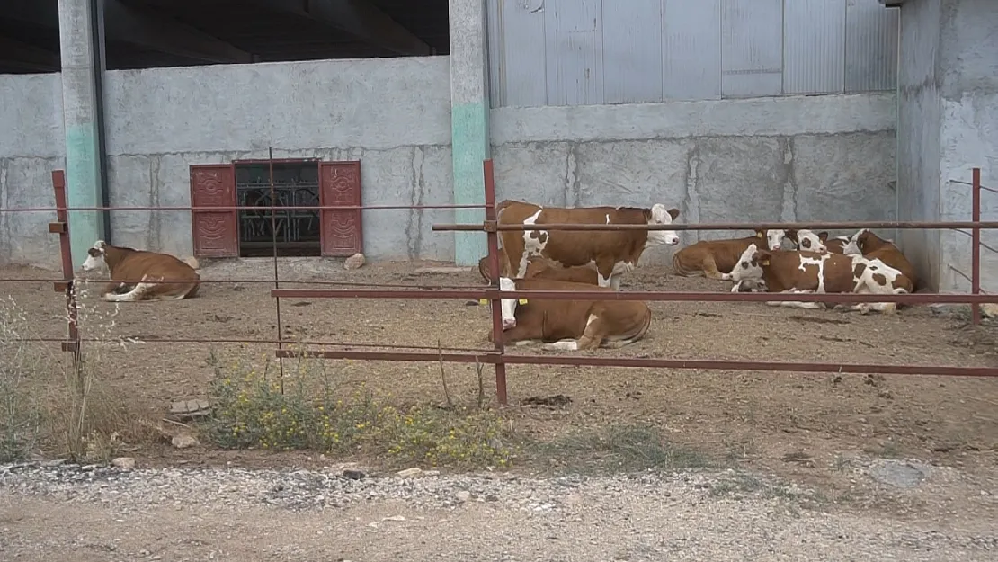 Siirt'te Kırsalda Bereket Hayvancılığa Destek Proje Başvuruları Başladı!