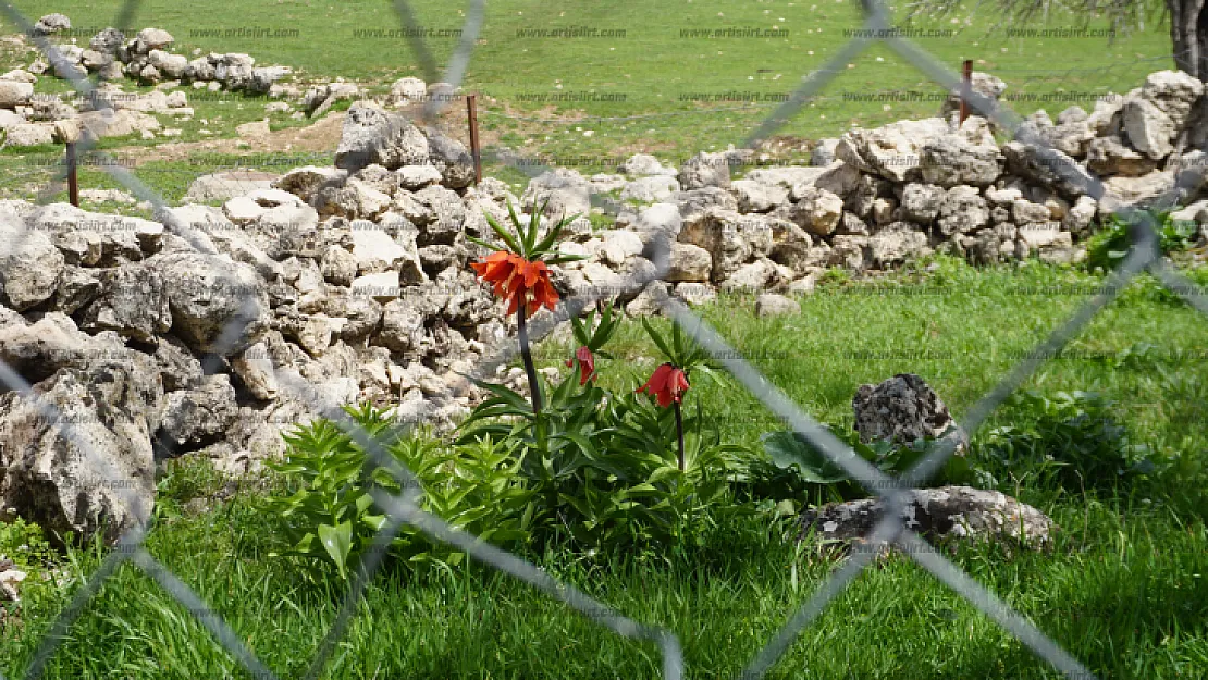 Siirt'te koparması bir araba fiyatı olan çiçeklerin başında nöbet tutuyorlar