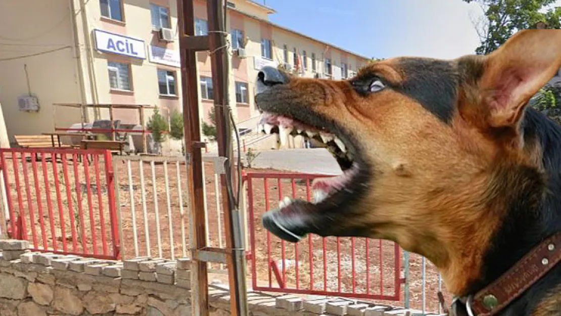 Siirt'te Köpek Saldırısına Uğrayan 16 Yaşındaki Genç Yaralandı